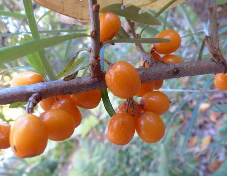 Frutto olivello spinoso
