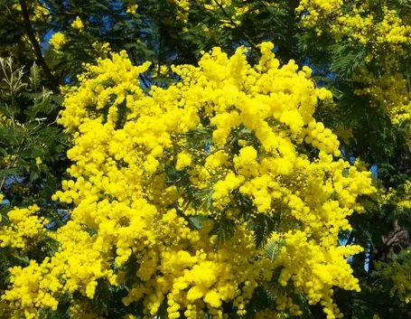 Infiorescenze di mimosa