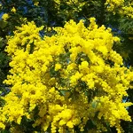 Infiorescenze di mimosa