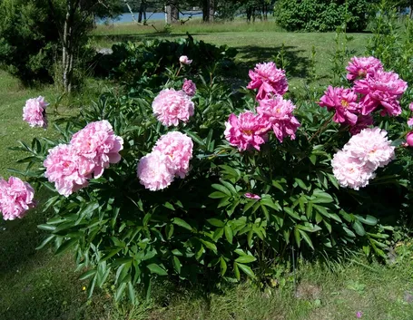 Peonia da giardino