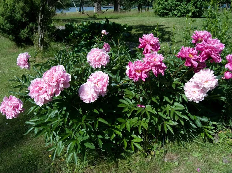 Peonia da giardino