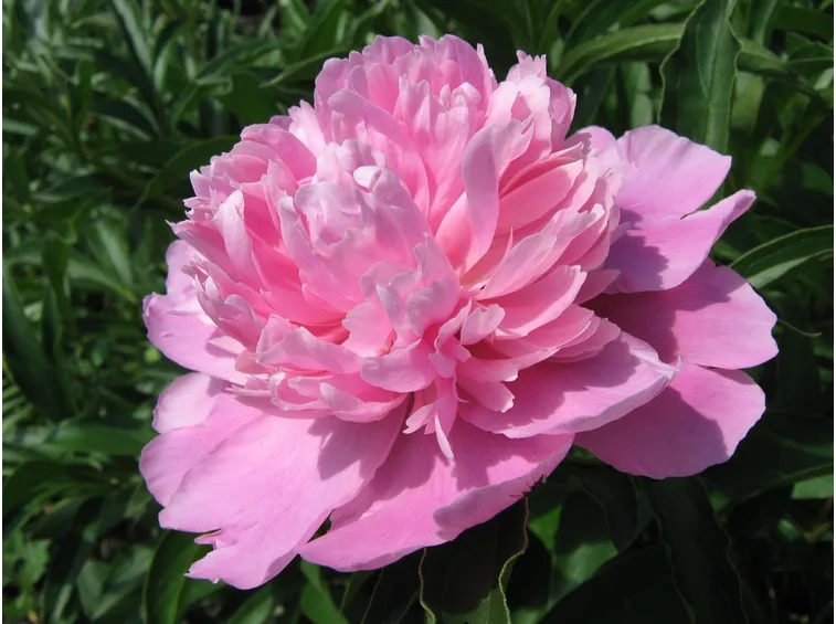 Peonia in fioritura