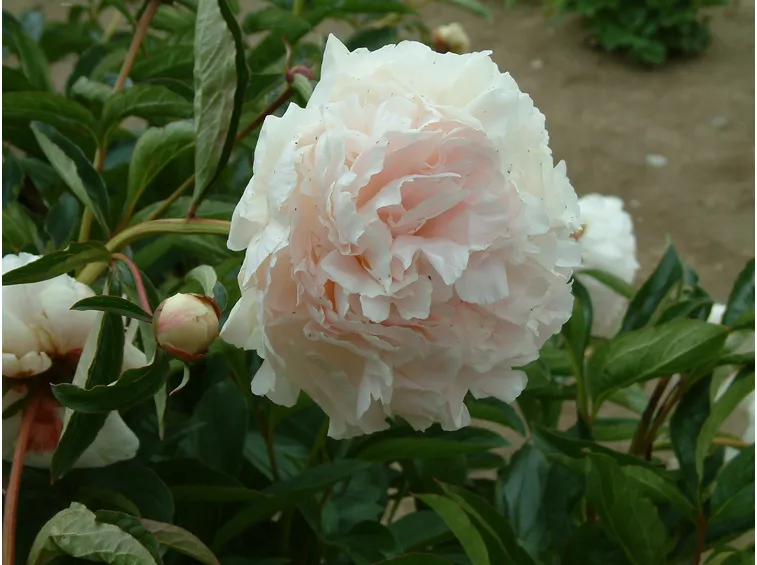 Esemplare di peonia lactiflora