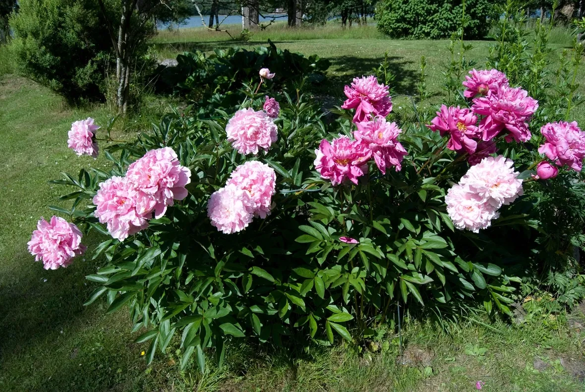 Peonia da giardino