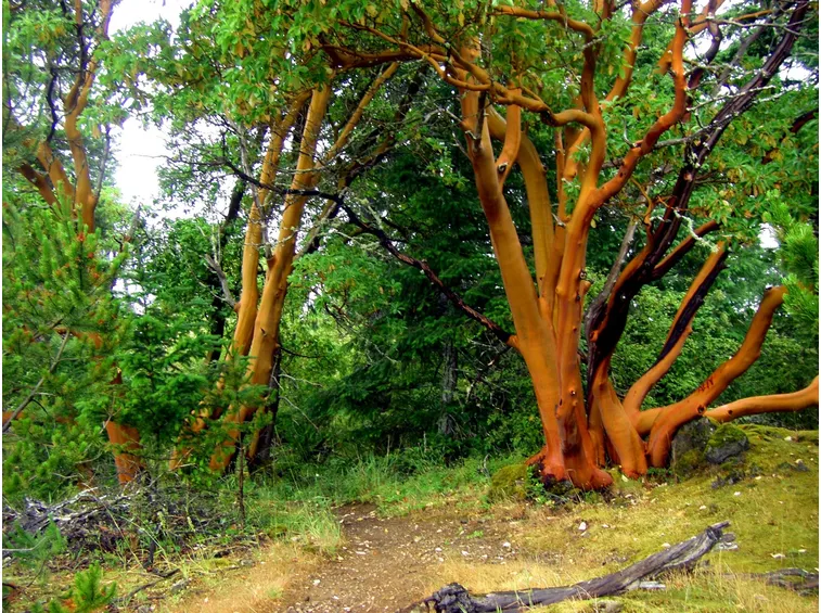 Alberi corbezzolo