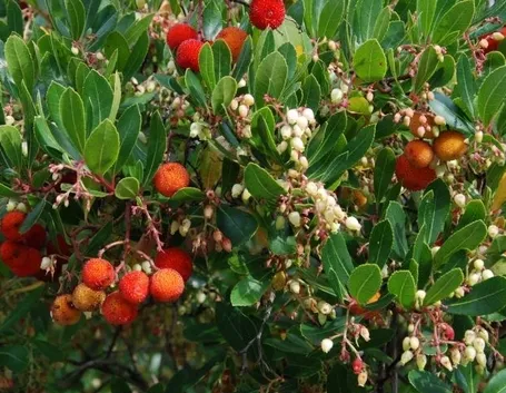 Fiori e frutti di Corbezzolo