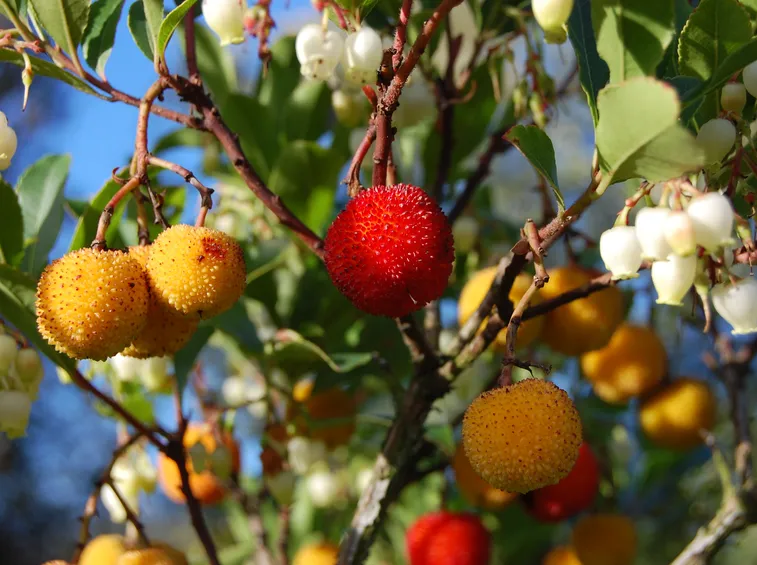 Frutti corbezzolo