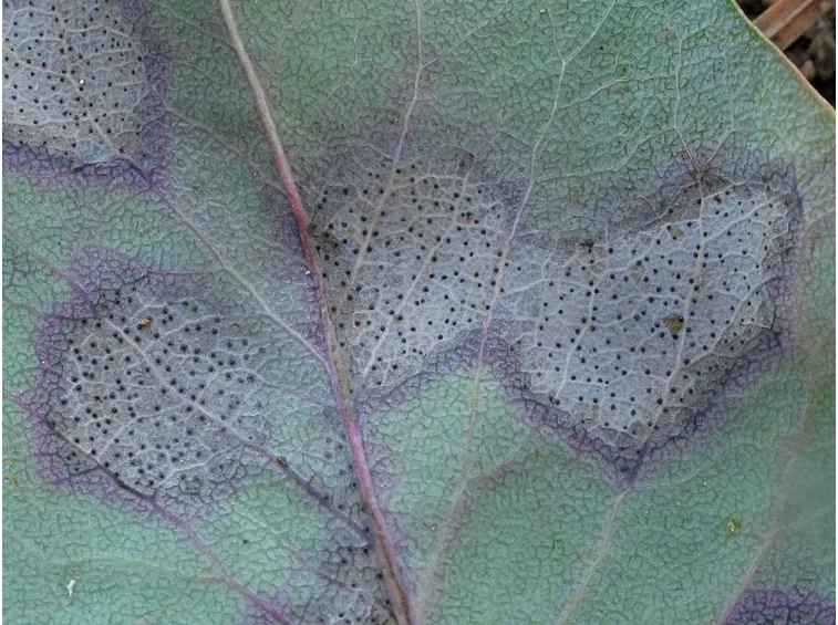 Foglia septoria