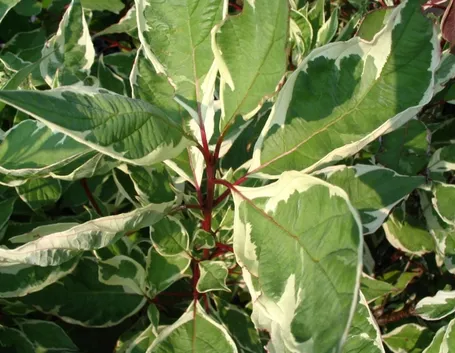 Cornus alba