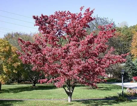 Pianta da giardino di Cornus florida