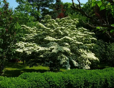 Cornus kousa fiore