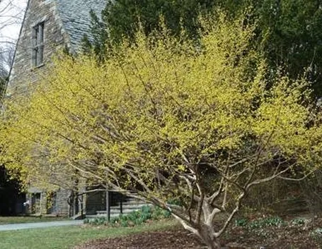 cornus in autunno