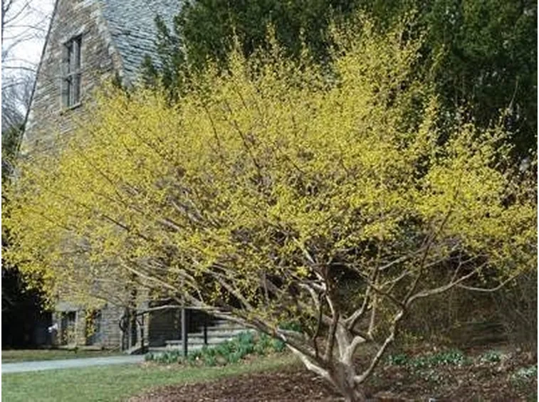 cornus in autunno