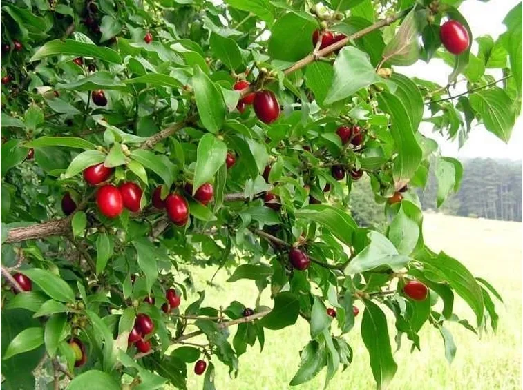 frutti colorati e foglie
