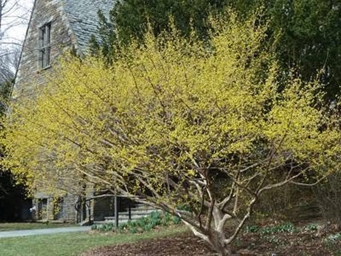 cornus in autunno