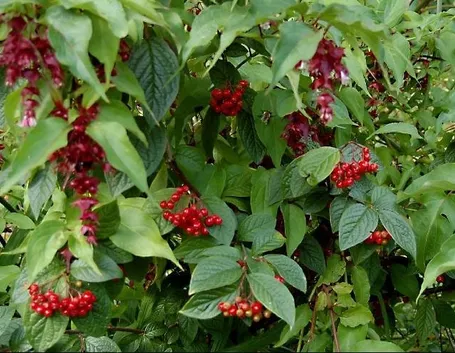 Pianta di cotonaster
