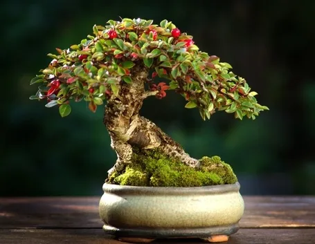 Un esempio di bonsai di cotoneaster