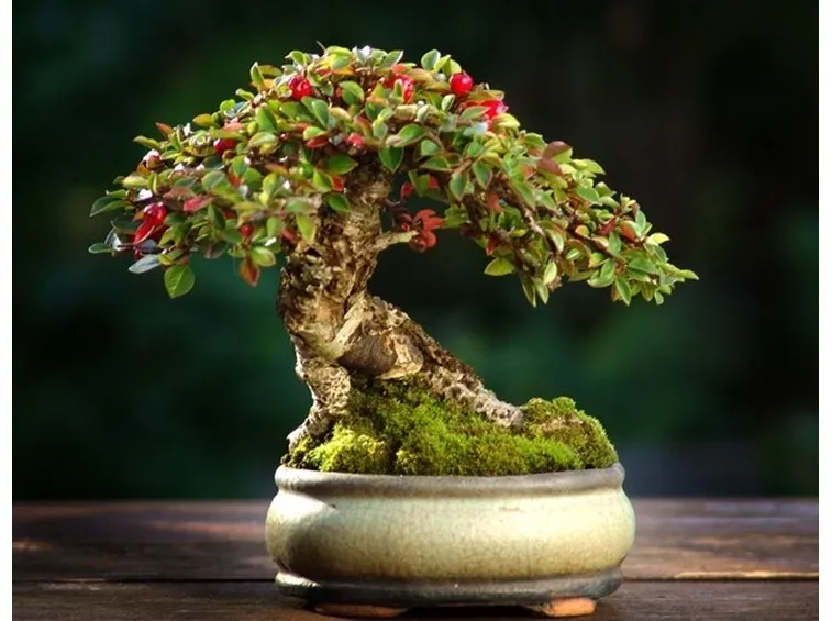 Un esempio di bonsai di cotoneaster