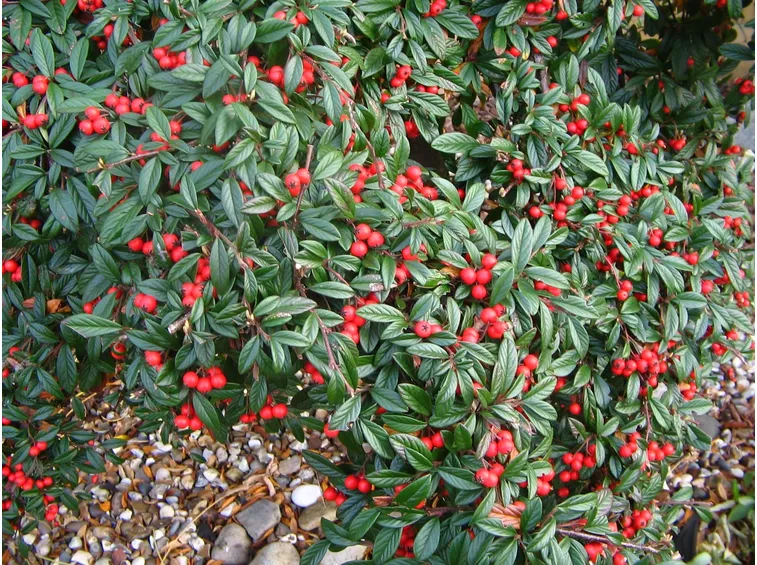 Un esemplare di cotoneaster salicifolia