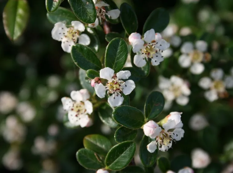 Un ramo fiorito di cotoneaster