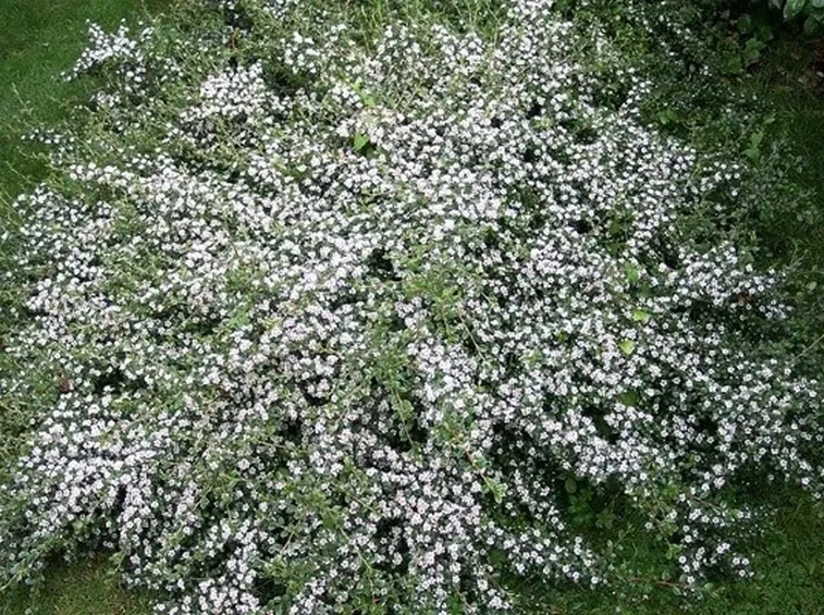 Un bellissimo esemplare di cotoneaster fiorito