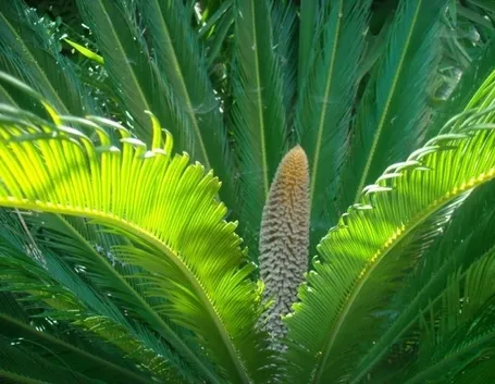 Un esemplare di cycas maschio