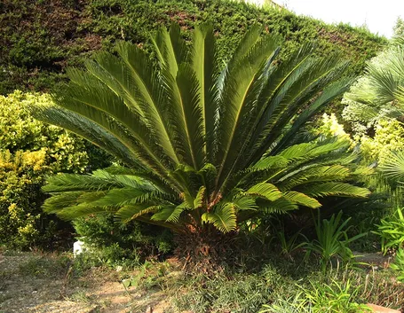 Cycas revoluta