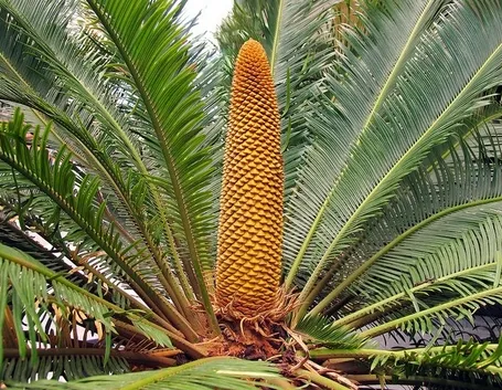 Fiore maschile Cycas