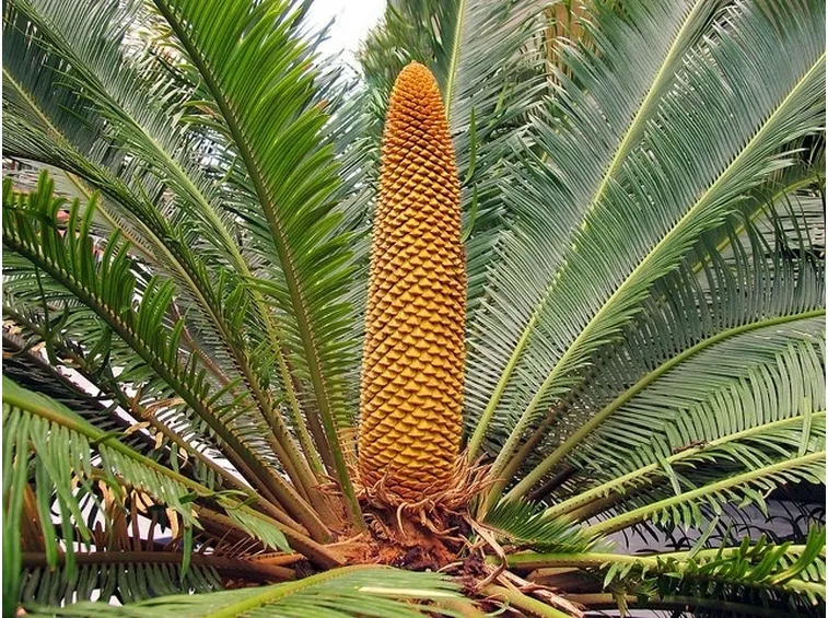 Fiore maschile Cycas