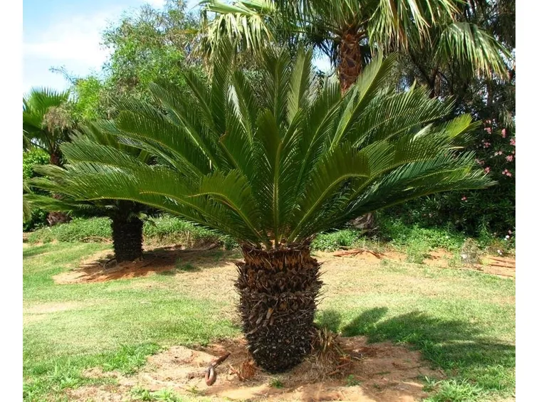 Cycas pianta