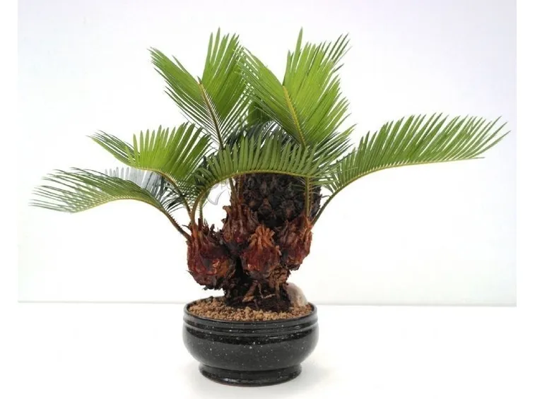 Bonsai di Cycas