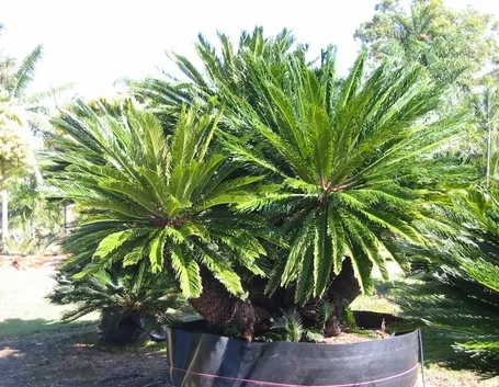 Cycas Revoluta