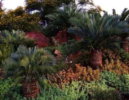 giardino di cycas