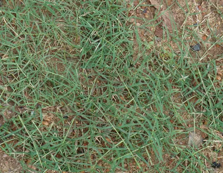 Cynodon dactylon