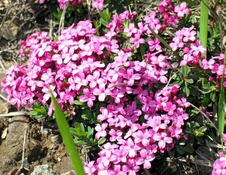 Fiori di dafne di colore rosa