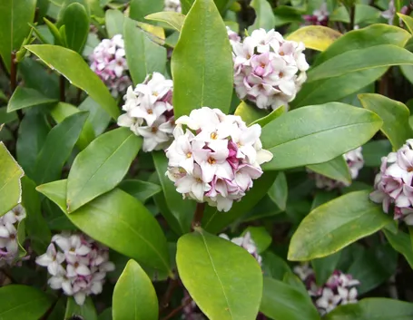 Fogliame e fiori di Daphne odora