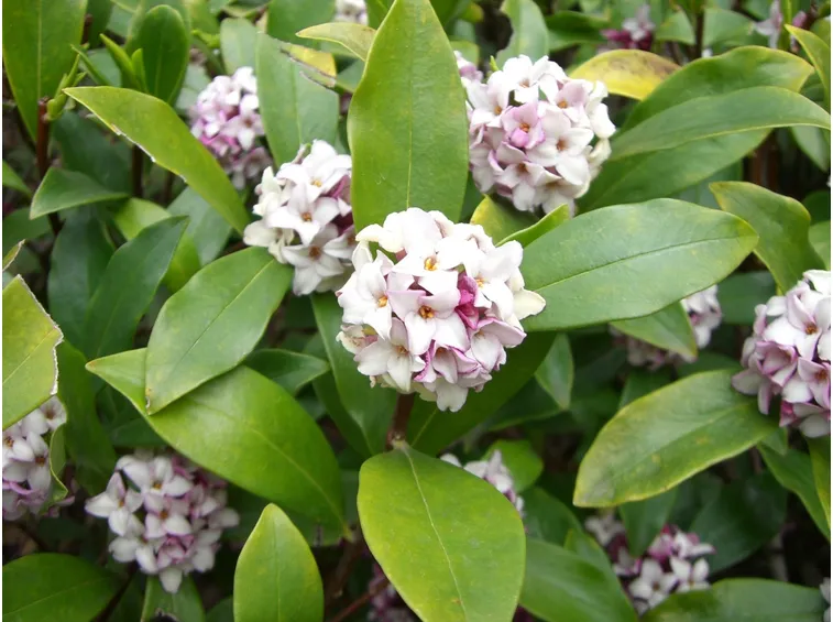 Fogliame e fiori di Daphne odora