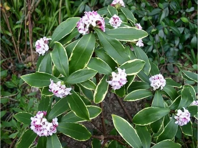 Piante di Daphne odora