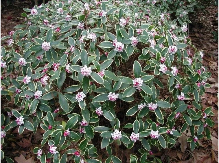 Cespuglio in fiore di Daphne odora