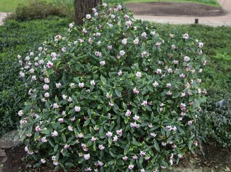 Caspuglio di Daphne odora