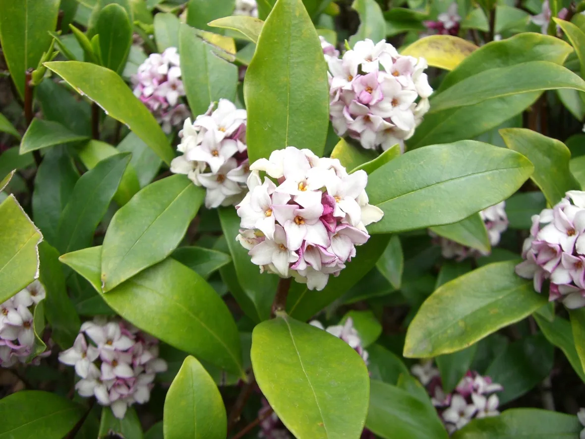 Fogliame e fiori di Daphne odora