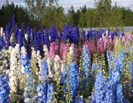 Delphinium fiori