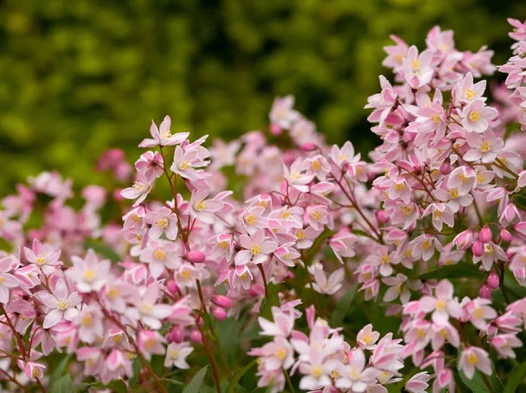 Fiori deutzia yuki