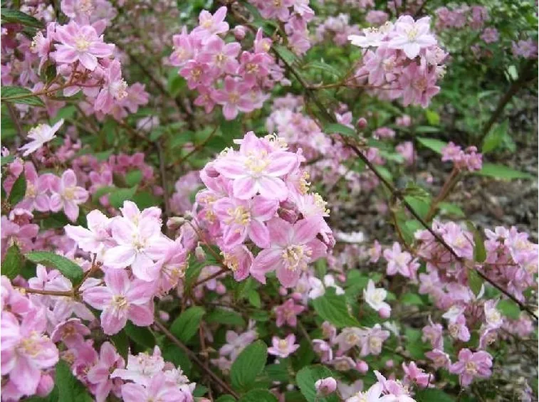 deuzia con fiori