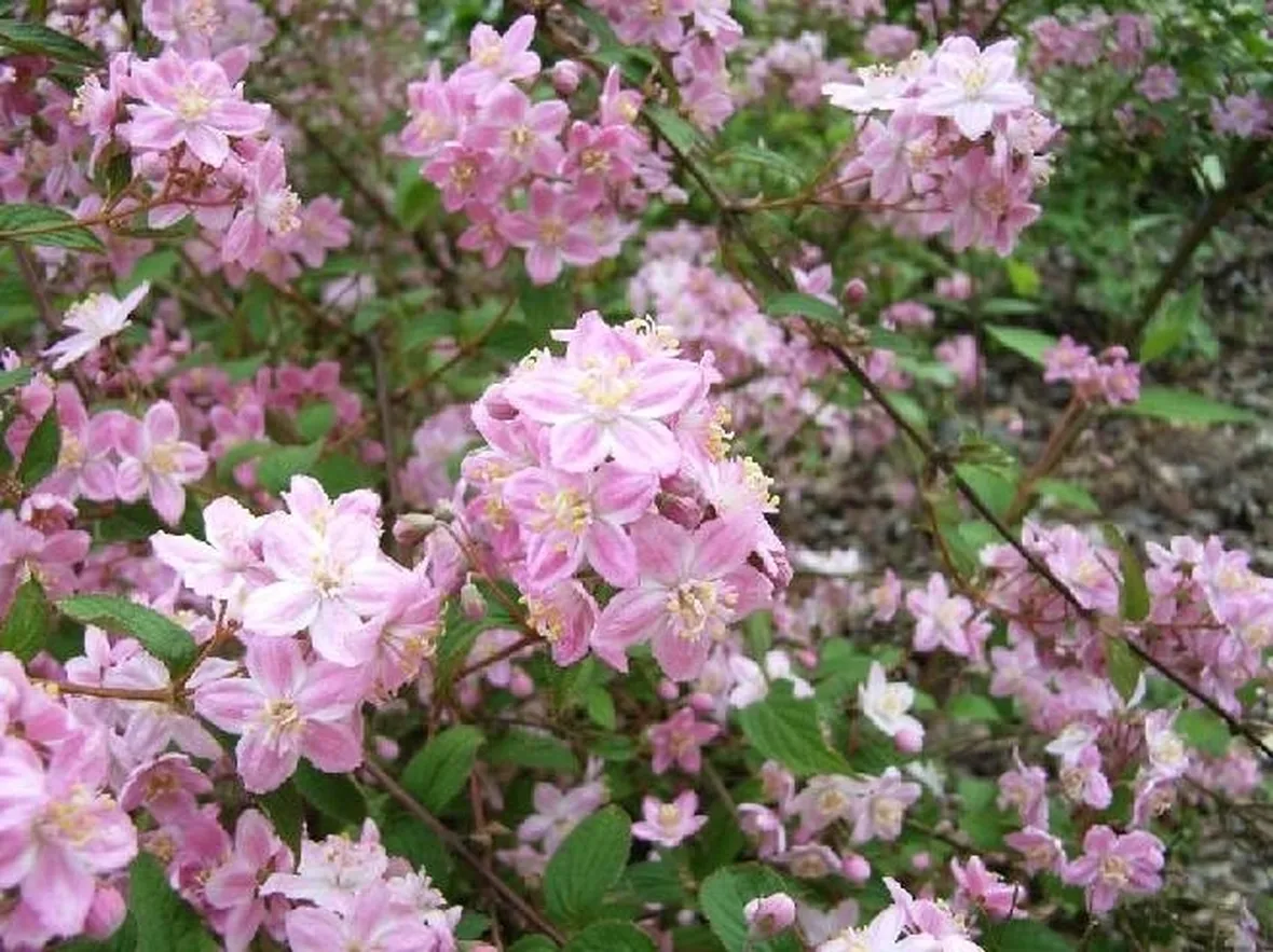 deuzia con fiori