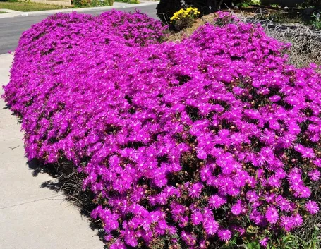 Ampio cespuglio di Drosanthemum hispidum