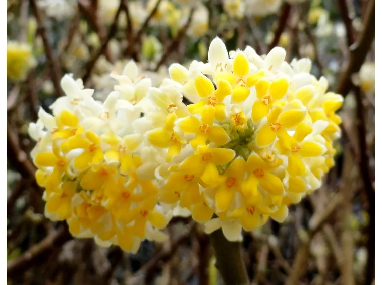 Fiori edgeworthia chrysantha
