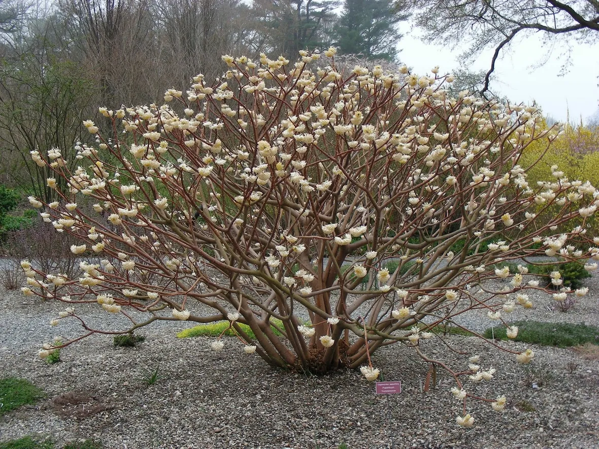Edgeworthia crysantha