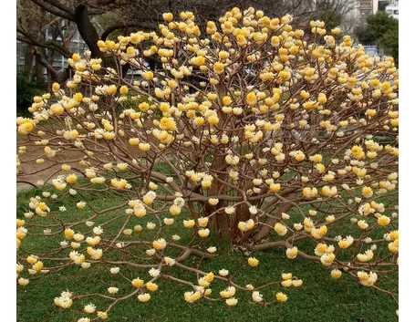 Edgeworthia fiore