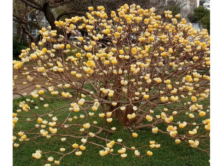 Edgeworthia fiore